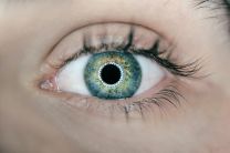 Ancestral - Eye Health (Fish eggs, Bone Marrow, Liver)